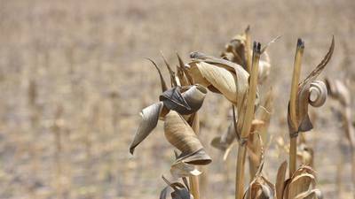 Sader anuncia llegada de fertilizantes de China para ‘amortiguar’ alza de precios