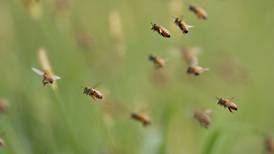 Las abejas expuestas a pesticidas pasan menos tiempo con sus compañeras