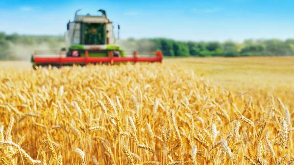 ¿Rusia está robando trigo a Ucrania? Esto dice la ONU