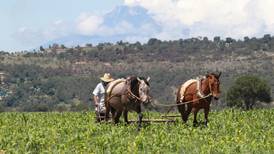 Canícula daña 70 por ciento de cultivos en Tlaxcala