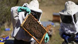 Abeja Negra SOS: Un grupo de mujeres que salva abejas en la CDMX