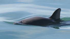 Vaquita marina: ¿Por qué AMLO no tiene un programa concreto para salvaguardarla?