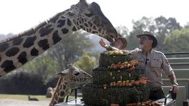 FOTOGALERÍA: Jirafa Benito se integra con las jirafas de Africam Safari
