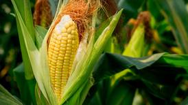 Compra ‘machuchona’: Adquirirán 521 mil toneladas de maíz para evitar alza en la tortilla