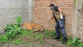 Víctima colateral: Autoridades de Michoacán hallan tigre de bengala herido por arma de fuego