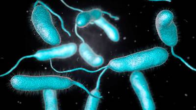 Esto sabemos de ‘vibrio vulnificus’, la bacteria ‘come carne’ que suma 5 muertes en EU