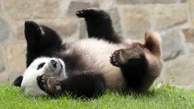 Una ‘esponjosa’ muestra de amistad: China enviará más pandas a EU