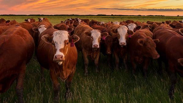 Virus de gripe aviar es detectado en leche de vacas en EU, advierte la OMS  