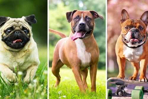 Hipotiroidismo en perros: ¿Cuáles razas tienen más riesgo de padecerlo?