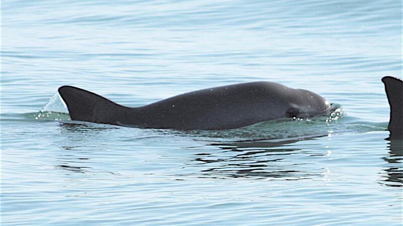 ¿Por qué la vaquita marina es una especie importante en México?