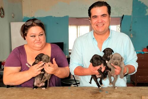 ‘Operación Rescate Perritos de Kukulkán’: Ponen en adopción a cachorros de Chichén Itzá