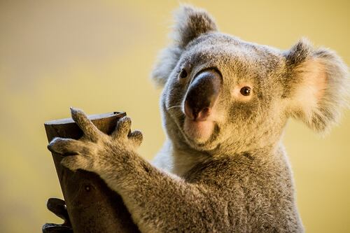 Los koalas están 'funcionalmente extintos', pero tú puedes salvarlos