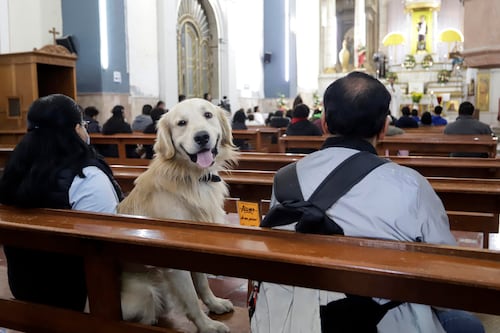 La bendición para la ‘bendi’: ¿Por qué se lleva a las mascotas a la iglesia este día?