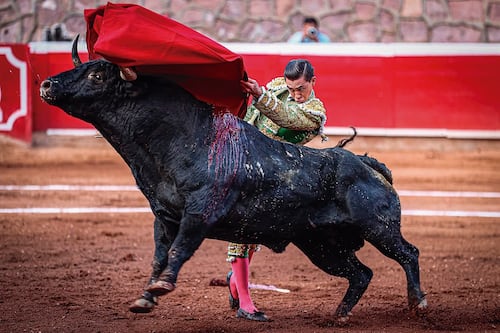 Sangre torera
