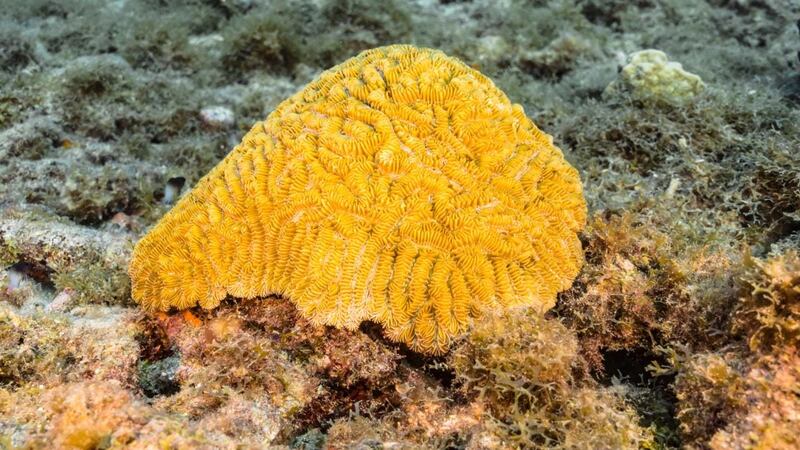 Esponjas marinas y hongos contra el COVID: Estos productos naturales combaten al virus