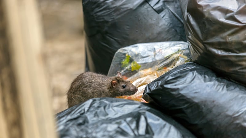 ¿Qué es el hantavirus, la enfermedad transmitida por roedores?