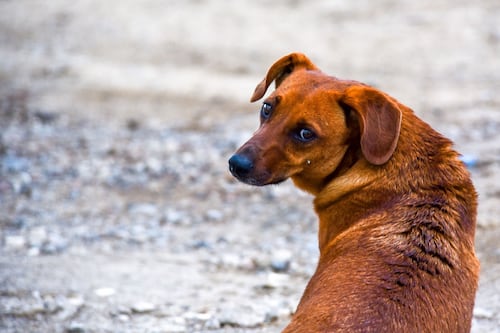 Sacrifican a más de 14 mil perros y gatos en Zapopan en cuatro años