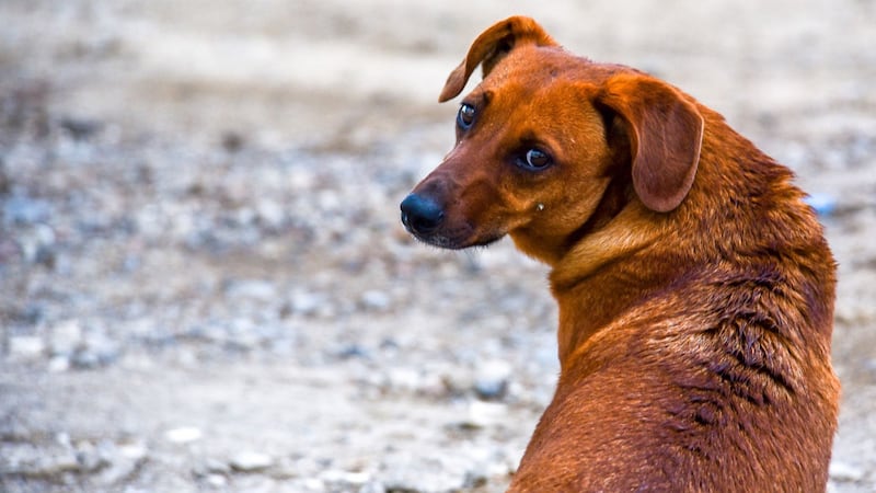 Sacrifican a más de 14 mil perros y gatos en Zapopan en cuatro años