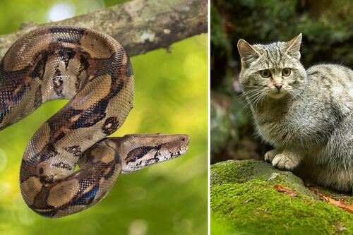 Gatos salvajes y boas complican el plan de López Obrador de la nueva refinería
