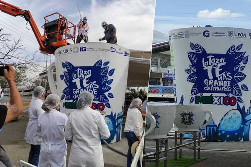 Con gordolobo: Guanajuato consigue Récord Guinness de la taza de té más grande del mundo