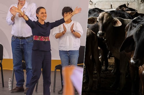 Sheinbaum, al rescate ganadero: Anuncia centro integral de producción de carne ante gusano barrenador