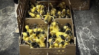 ‘Se venden bien’: Furor por ‘Merlín’ dispara compra de patos en CDMX; preocupa su abandono