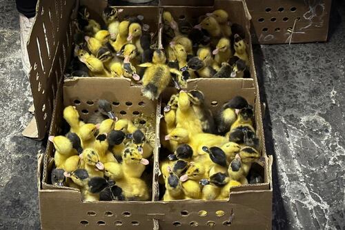 ‘Se venden bien’: Furor por ‘Merlín’ dispara compra de patos en CDMX; preocupa su abandono