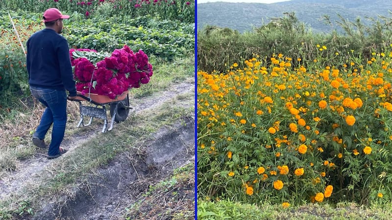 Flores de cempasúchil y terciopelo bajan de precio; floricultores enfrentan crisis