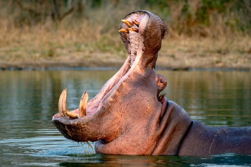 Sacrificio de hipopótamos en Colombia: Chocan por ética científicos y animalistas