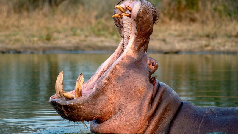 Sacrificio de hipopótamos en Colombia: Chocan por ética científicos y animalistas