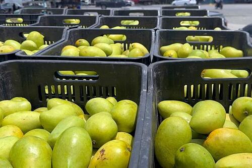 ¿Y los manguitos con chile? Productores paran producción en protesta contra aranceles de Trump