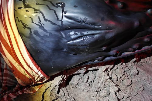 Rescatan a ballenato en costas de Oaxaca; marea alta lo dejó varado en un Área Natural Protegida