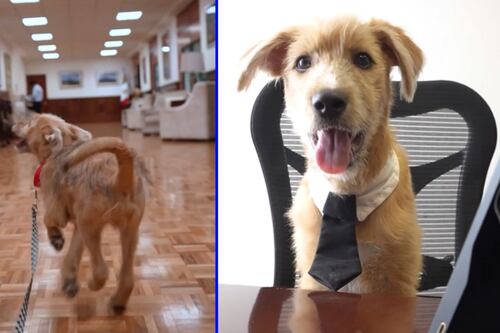 El empleado del mes: Él es ‘Rollo’, el perrito adoptado por Presidencia para ‘chambear’ en Palacio Nacional