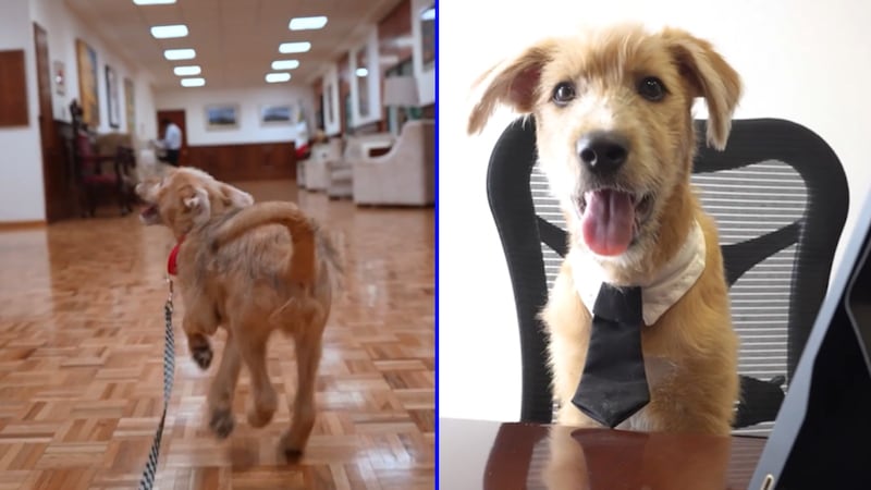 El empleado del mes: Él es ‘Rollo’, el perrito adoptado por Presidencia para ‘chambear’ en Palacio Nacional