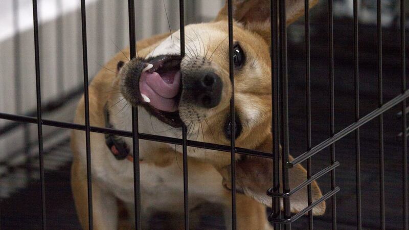 No estás loco ni loca: tu perro sí entiende lo que le dices... desde cachorro