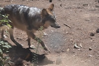 Edomex, al rescate del lobo gris: Delfina Gómez incentivará conservación de la especie