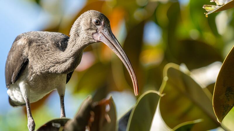 Estas son las 10 especies de fauna y flora más amenazadas del mundo