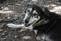 ¡Ay, no! Los cadáveres de al menos 100 ‘lomitos’ se encuentran flotando en laguna del Edomex