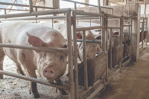 Sigma “cubierta” por fiebre porcina