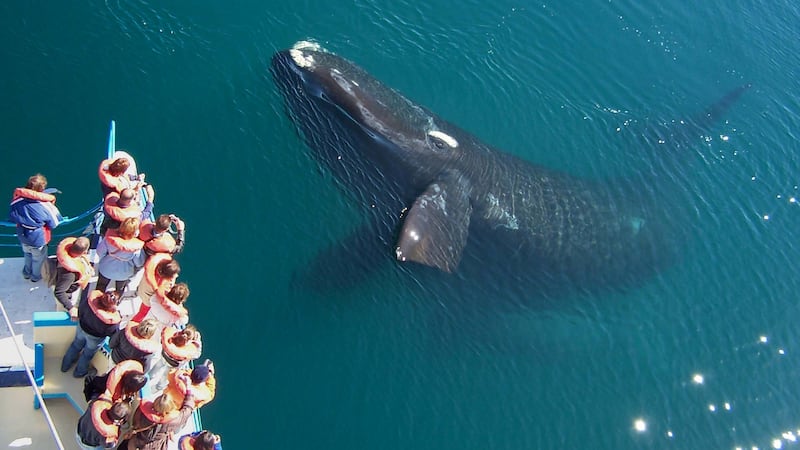 Puerto Madryn: encuentro cara a cara con las ballenas en el corazón del invierno patagónico
