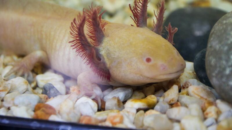 Ajolotes bebés: Nacen al menos 70 crías en el Desierto de los Leones en CDMX