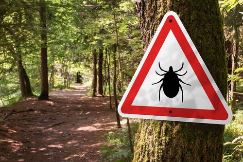 ¿Qué es la rickettsiosis, causa de muerte de 40 personas en Sonora?