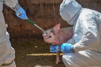 Senasica: ¿apretón de manos o de pescuezo?