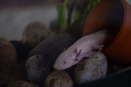 ¿Se habrá perdido? Niña halla un ajolote mexicano en río de Inglaterra