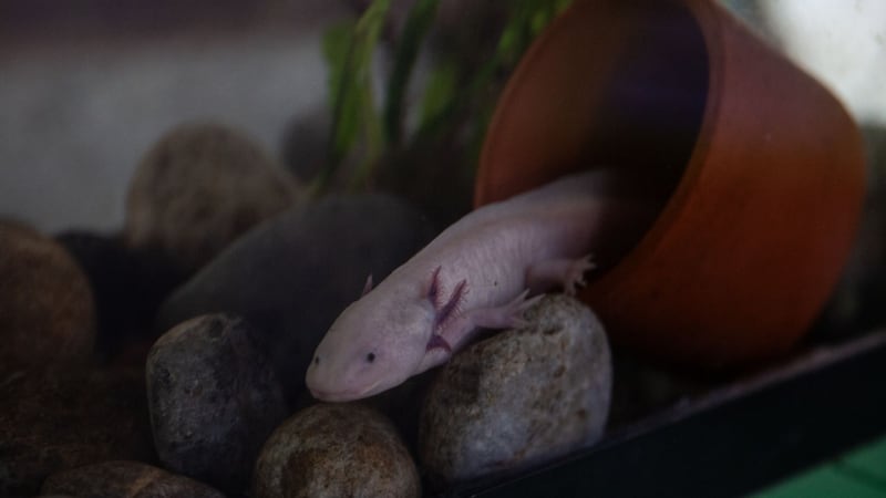 ¿Se habrá perdido? Niña halla un ajolote en río de Gales; lo adopta como mascota