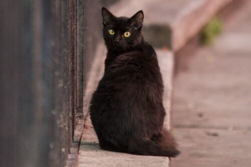 Un pequeño milagro: gato sobrevive a colapso de edificio en Miami