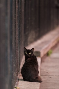 Un pequeño milagro: gato sobrevive a colapso de edificio en Miami
