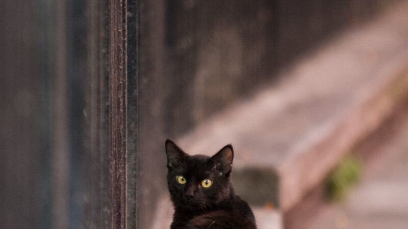 Un pequeño milagro: gato sobrevive a colapso de edificio en Miami