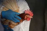 La gripe aviar y las medidas necesarias