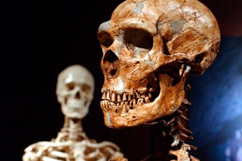 Quizá no somos tan diferentes a los neandertales como pensamos: solo 7% del genoma humano moderno es único